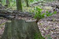 Tree Stump with New Growth in Forest Royalty Free Stock Photo