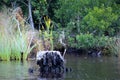 Tree stump in the North Carolina ICW