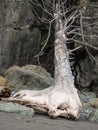 Tree stump on ocean beach Royalty Free Stock Photo