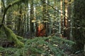 Tree stump in an old growth forest