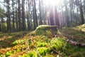 Tree stump overgrown with moss in an autumn forest. Landscape photo from nature Royalty Free Stock Photo