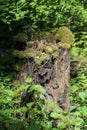 Tree stump overgrown with moss looks like an elven forest