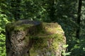 Tree stump overgrown with moss looks like an elven forest