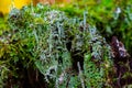 Tree stump overgrown with moss and trumpet pixie lichen or cladonia fimbriata Royalty Free Stock Photo