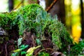 Tree stump overgrown with moss and trumpet pixie lichen or cladonia fimbriata Royalty Free Stock Photo