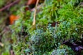 Tree stump overgrown with moss and trumpet pixie lichen or cladonia fimbriata Royalty Free Stock Photo