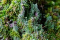 Tree stump overgrown with moss and trumpet pixie lichen or cladonia fimbriata Royalty Free Stock Photo