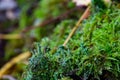 Tree stump overgrown with moss and trumpet pixie lichen or cladonia fimbriata Royalty Free Stock Photo
