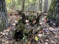Tree stump owl creature in the woods