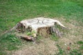 Tree Stump