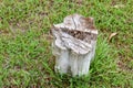 Tree stump in the park Royalty Free Stock Photo
