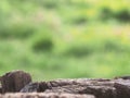 Tree stump for product display montages. Natural background. Texture background wallpaper. Natural wooden background Royalty Free Stock Photo