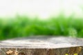 Tree stump for product display montages. Natural background. Royalty Free Stock Photo