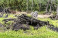 Tree stump pushed up by lava