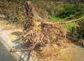 Tree stump after road side tree has been cutdown and then extracted after it has overgrown damaging pavements Royalty Free Stock Photo