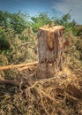 Tree stump after road side tree has been cutdown and then extracted after it has overgrown damaging pavements Royalty Free Stock Photo