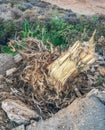 Tree stump after road side tree has been cutdown and then extracted after it has overgrown damaging pavements Royalty Free Stock Photo