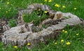 Tree stump Royalty Free Stock Photo