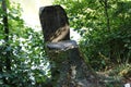 Tree stump sawed in a chain in forest Royalty Free Stock Photo