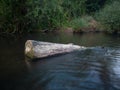Tree stump in shallow river with fast current against shore overgrown with grass during dusk Royalty Free Stock Photo