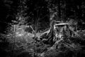 Tree stump standing in a forest. Black and white/monochrome shot. Messy forest scene