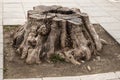 Tree stump on street pavement