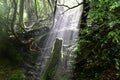 Tree stump in the sunlight, Yakushima, Japan