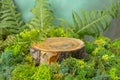 tree stump surrounded by green moss, composition for product display. Royalty Free Stock Photo