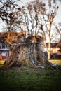 Tree stump surrounded by lush green grass in a park Royalty Free Stock Photo