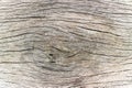 Tree Stump Texture On Background