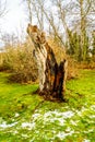 Tree stump of a tree that was knocked down by a lightning strike in Campbell Valley Park