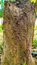 tree stump tree wood termites eat dead tree ants