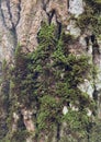 Tree stump - trunk, stems, stumps, masts Royalty Free Stock Photo