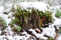 Tree stump under the snow with mushrooms and green moss. Winter or autumn. Royalty Free Stock Photo