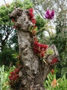 Tree Stump Used as Garden Landscaping Feature