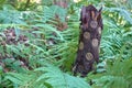 Tree stump with very interesting pattern Royalty Free Stock Photo