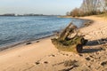 Tree stump washed ashore on the sandy beach Royalty Free Stock Photo