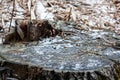 tree stump in winter covered with frost. Top view of tree stump covered in snow Royalty Free Stock Photo
