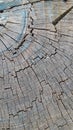 Tree stump wood rings texture old plant nature natural cracked crackled aged rustic weathered