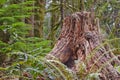 Tree stump in wooded mossy forest