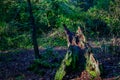 Tree stump in woods Royalty Free Stock Photo
