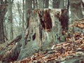 Tree stump in the woods surrounded by fallen brown leaves Royalty Free Stock Photo