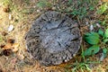 A tree stump with wormholes and a rusty nail in it Royalty Free Stock Photo
