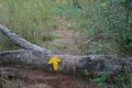 TREE STUMP WITH YELLOW INDICATOR ARROW