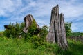 Tree Stumps Above Coldwater Lake