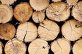 Tree stumps background, abstract of wood logs texture Royalty Free Stock Photo