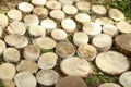 Tree stumps background. The original texture of a beautiful round wood. Royalty Free Stock Photo