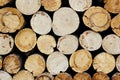 Tree stumps background. Wood background. Royalty Free Stock Photo