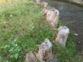 Tree stumps on a bank of river