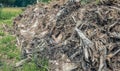 Tree stumps and branches in a heap